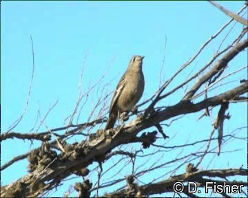 Southern Scrub-Robin - ML201109711