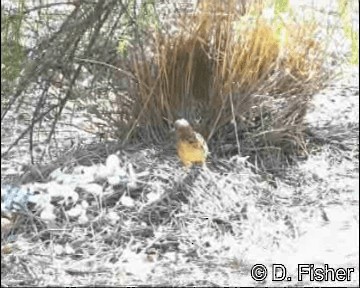 Western Bowerbird - ML201109841