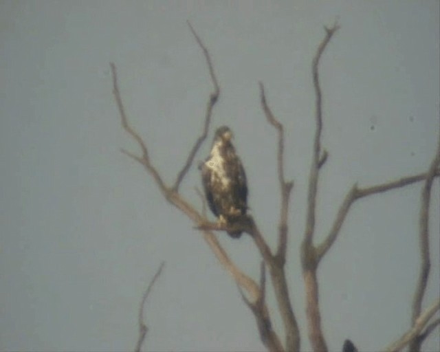 White-tailed Eagle - ML201110001