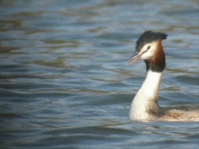 Great Crested Grebe - ML201110061