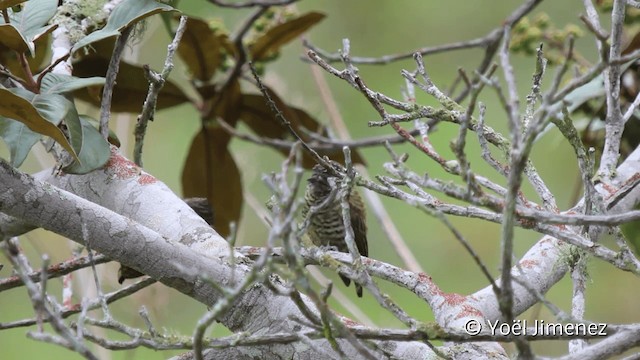 Lafresnaye's Piculet - ML201110141