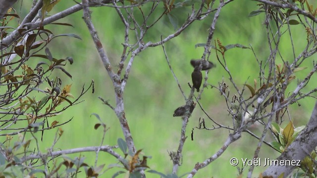 アマゾンヒメキツツキ - ML201110161