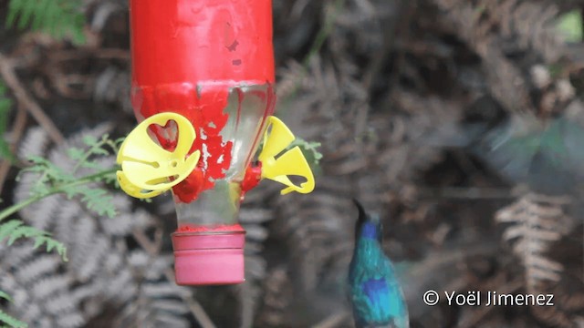 kolibřík šedoprsý - ML201110171