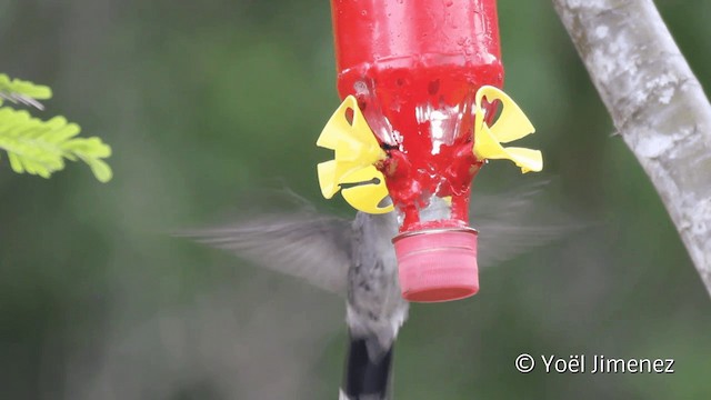 Gray-breasted Sabrewing - ML201110181