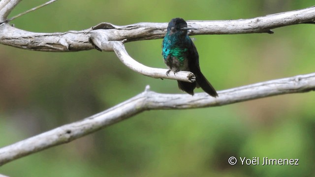 kolibřík safírový (ssp. bartletti) - ML201110201