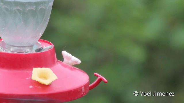 Golden-tailed Sapphire - ML201110211
