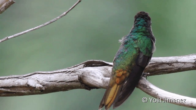 Golden-tailed Sapphire - ML201110221