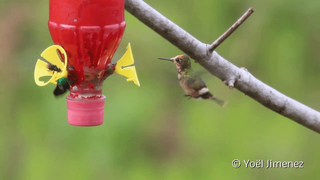 Rufous-crested Coquette - ML201110231