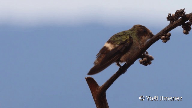 Rufous-crested Coquette - ML201110241