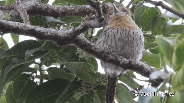 Western Striolated-Puffbird - ML201110291