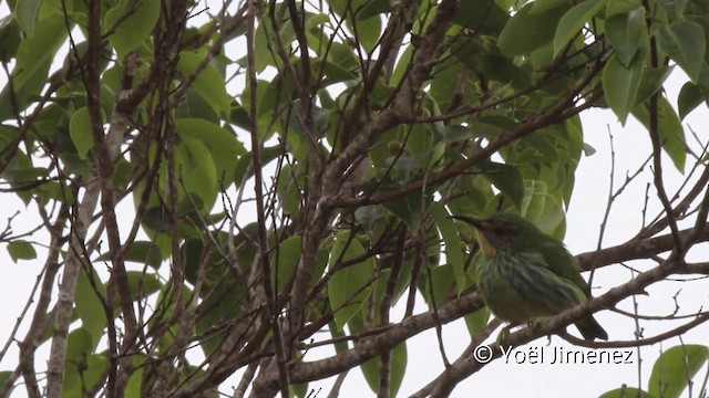 Purple Honeycreeper - ML201110301