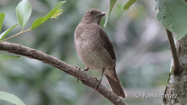 Black-billed Thrush (Amazonian) - ML201110341