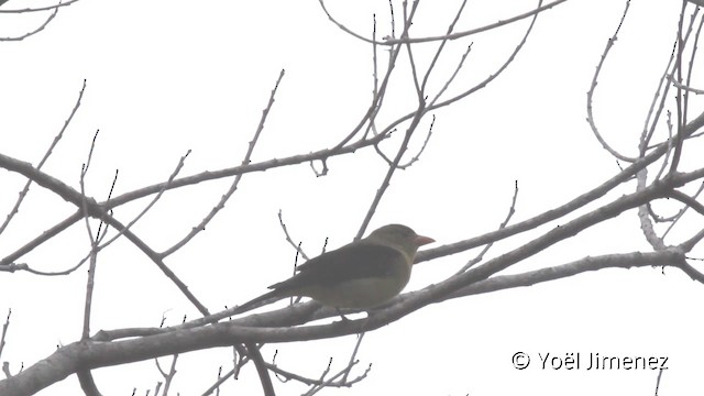 Fulvous Shrike-Tanager - ML201110361