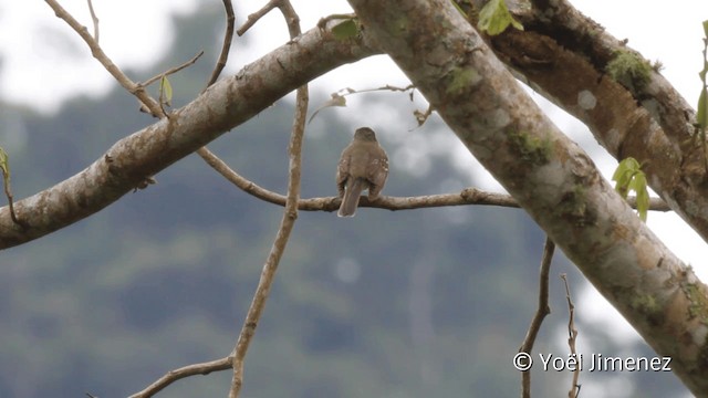 Euler's Flycatcher (Euler's) - ML201110381