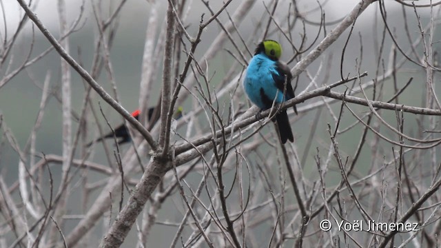 Paradise Tanager - ML201110421