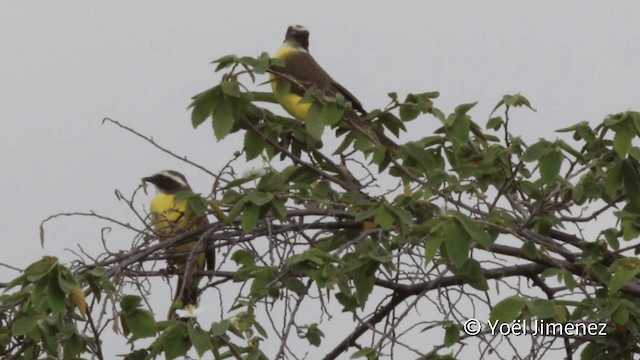 アカボウシヒタキモドキ - ML201110431