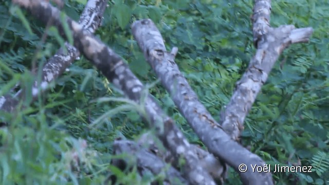 Fasciated Wren - ML201110491