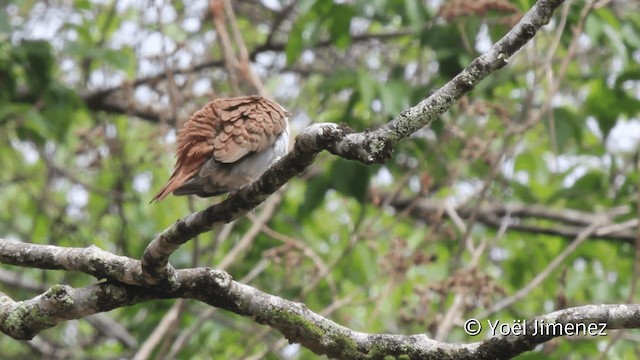 Blue Ground Dove - ML201110511