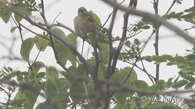 White-winged Tanager - ML201110521