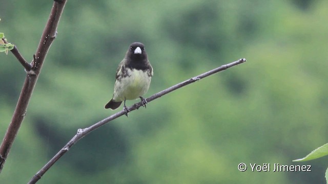 Yellow-bellied Seedeater - ML201110531