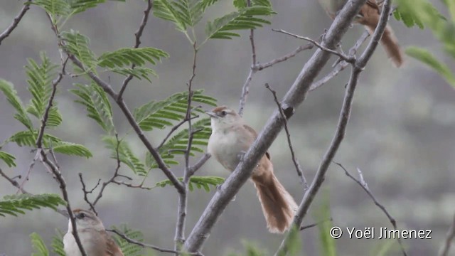 М’якохвіст рудолобий [група rufifrons] - ML201110541