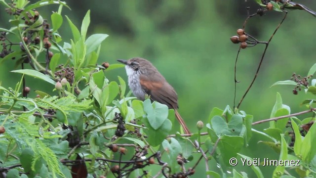 Chinchipe Spinetail - ML201110551