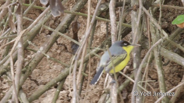 ハシナガタイランチョウ - ML201110561