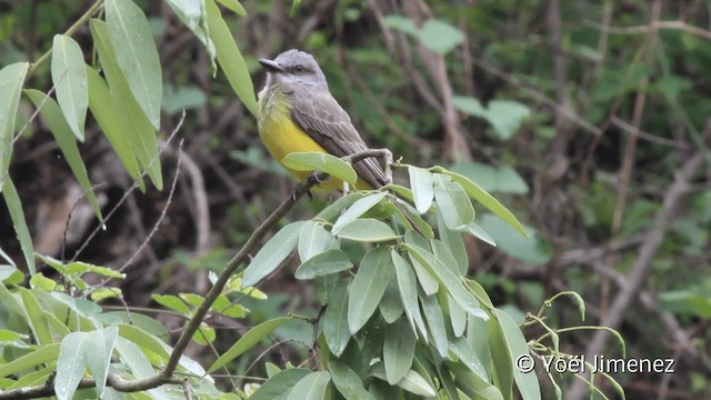 オリーブタイランチョウ - ML201110571