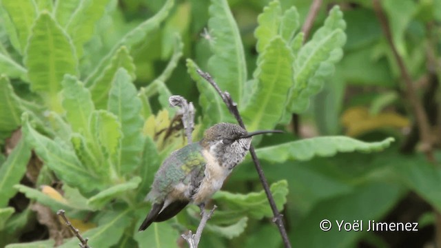 Oasis Hummingbird - ML201110581