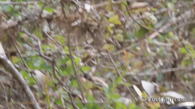 Silvery Tanager - ML201110591