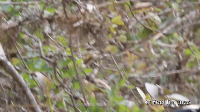 Silvery Tanager - ML201110591