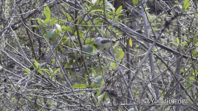 Chapman's Antshrike - ML201110601