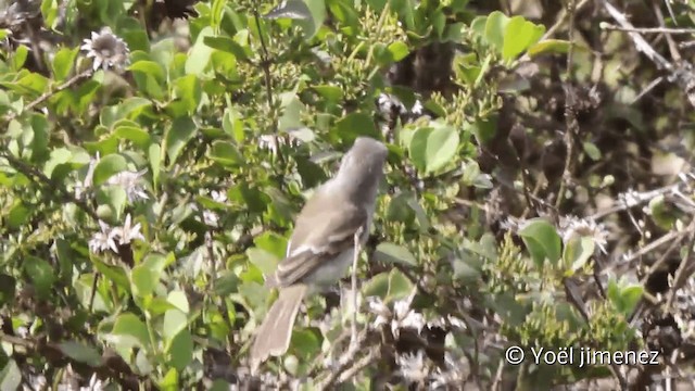 Marañon Tyrannulet - ML201110631