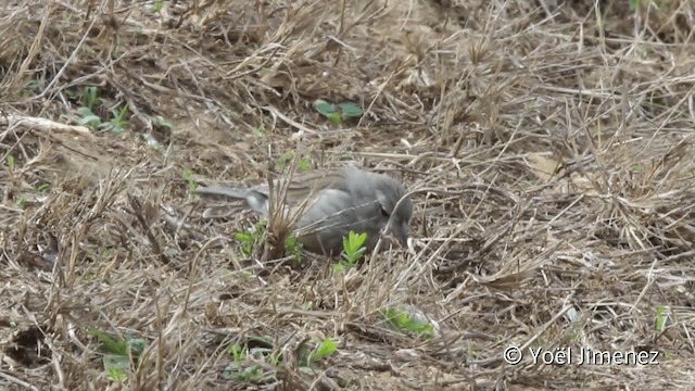 Вівсянчик сіроволий - ML201110641