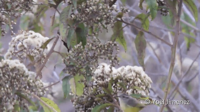 Three-banded Warbler - ML201110651