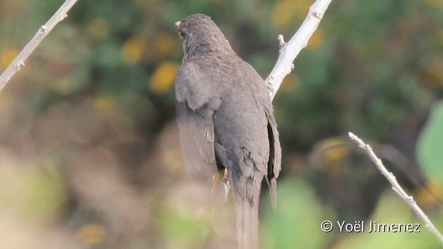 Great Thrush - ML201110661