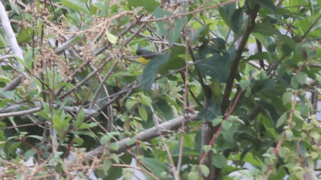 Slate-throated Redstart - ML201110671