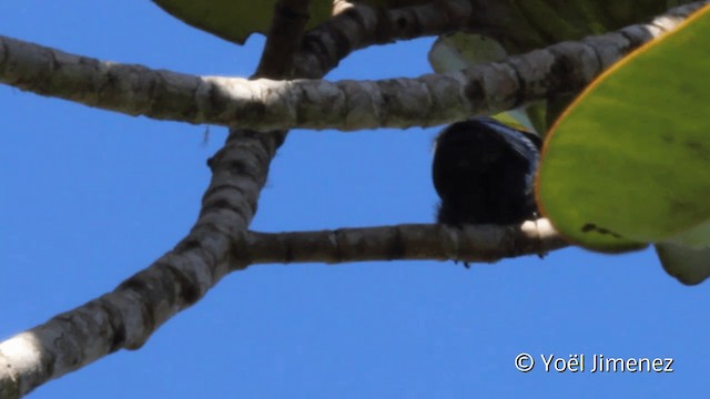 Masked Flowerpiercer - ML201110701