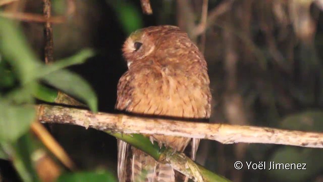 Cinnamon Screech-Owl - ML201110731