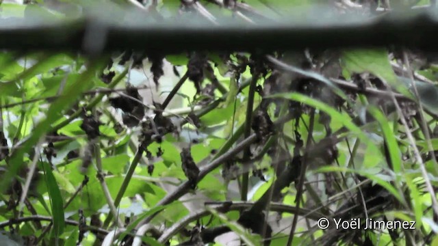 Sharpe's Wren - ML201110741