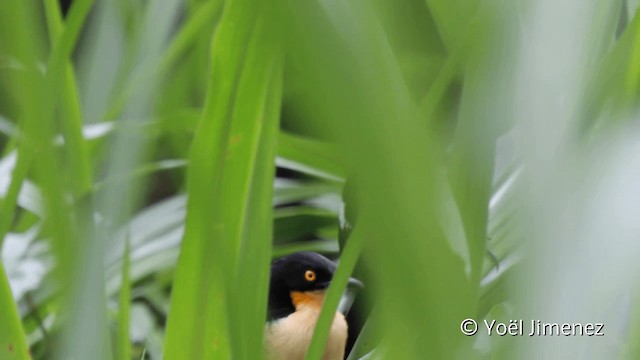 Black-capped Donacobius - ML201110771