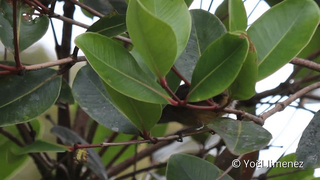 Variable Antshrike - ML201110791