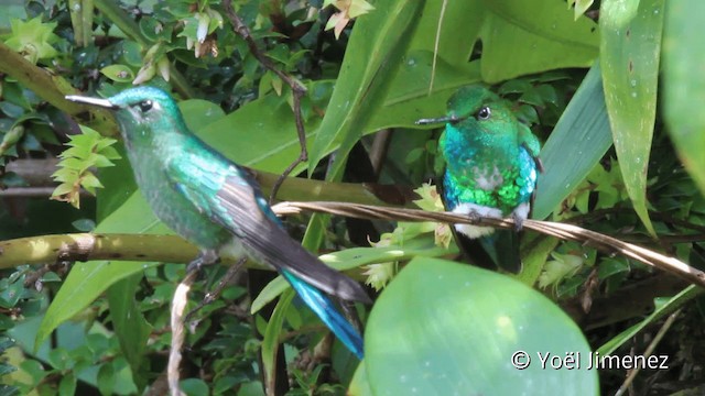 Emerald-bellied Puffleg - ML201110811