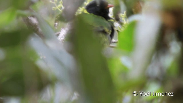Cotinga vert et noir (groupe riefferii) - ML201110871