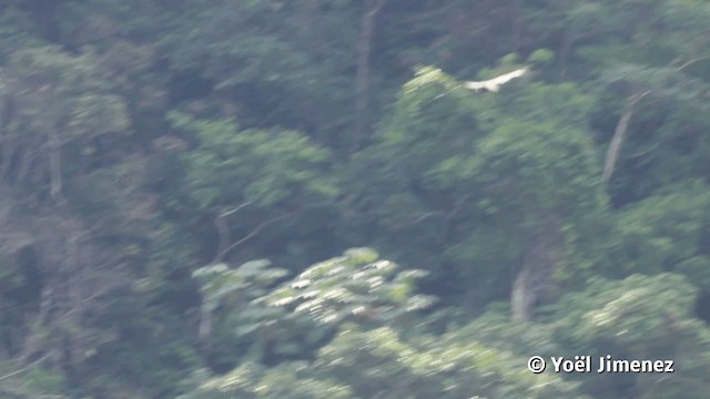 Горная агуйя-отшельник - ML201110901
