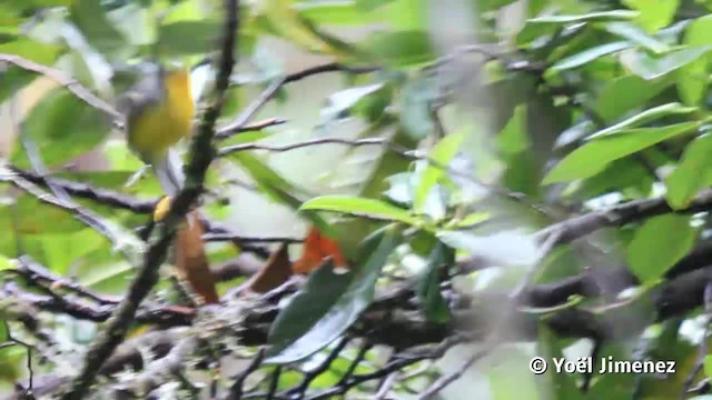 Spectacled Redstart - ML201110941