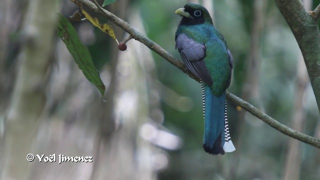 trogon modroocasý - ML201110981