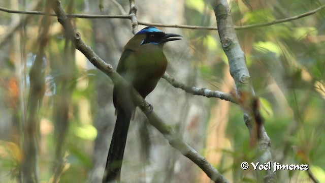 Rötelbauchmotmot [subrufescens-Gruppe] - ML201111001