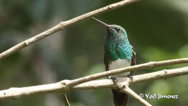 Snowy-bellied Hummingbird - ML201111011