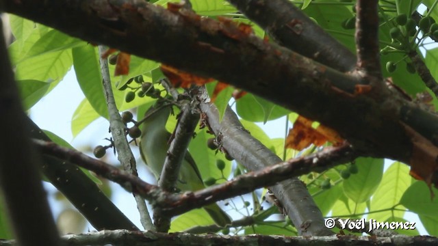 Sarı Böğürlü Vireo - ML201111041